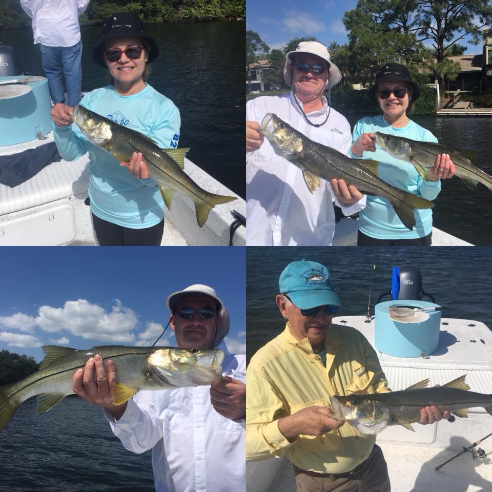 Tampa Bay Inshore Snook Fishing Fishing Charters St. Pete Beach